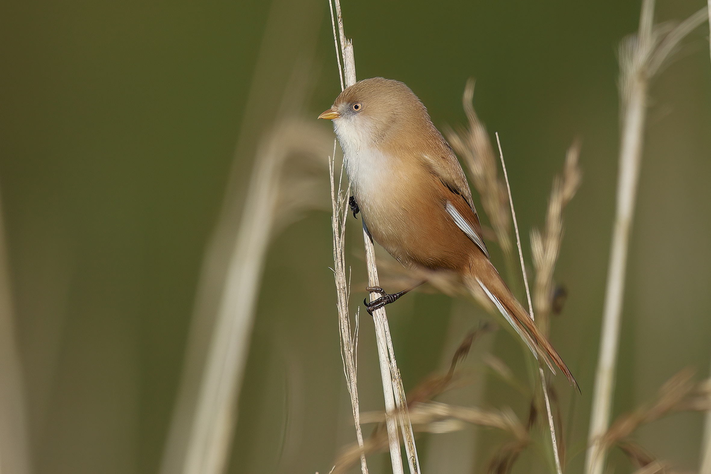 Bartmeise-w, Foto und Copyright W. van de Sand